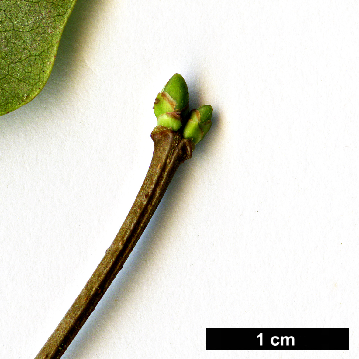 High resolution image: Family: Oleaceae - Genus: Syringa - Taxon: ×hyacinthifolia (S. oblata × S. vulgaris)